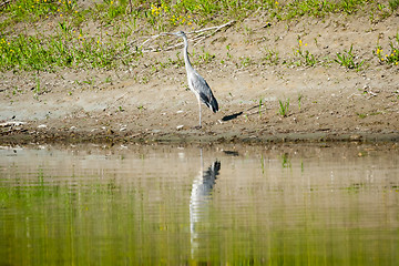 Image showing Heron standing on shore