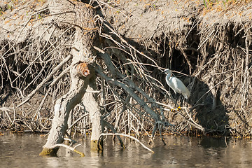 Image showing Small white egret in nature