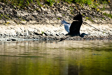 Image showing Side view of grey heron flying