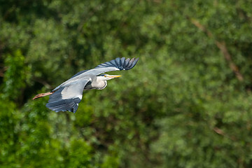 Image showing Grey heron flying in forest