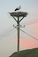 Image showing Stork in nest on electric pole