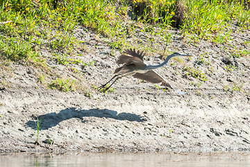 Image showing Heron taking off