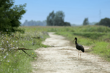 Image showing Black stork in countryside