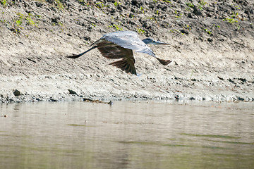 Image showing Heron above water