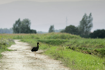 Image showing Black stork