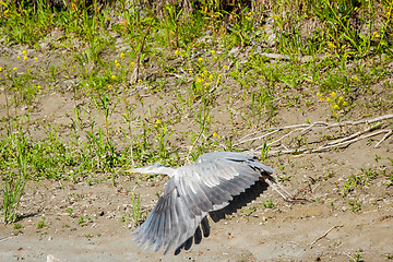 Image showing Grey heron