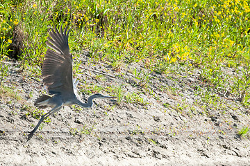 Image showing Heron flying above ground