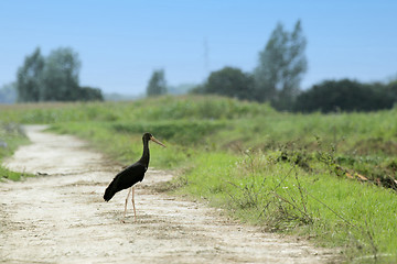 Image showing Black stork in nature