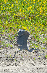 Image showing Side view of heron flying