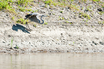 Image showing Grey heron taking off