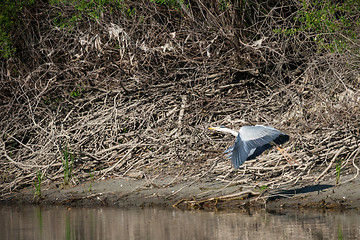 Image showing Heron above river