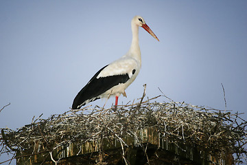 Image showing White stork standing in nest