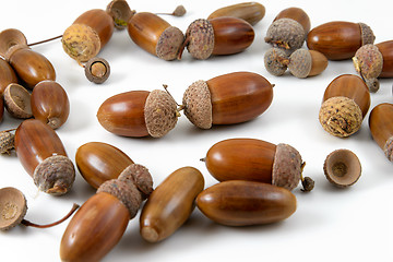 Image showing Acorns