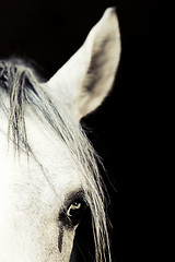 Image showing Arabian Horse Eye
