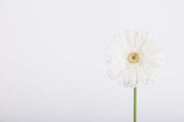 Image showing Beautiful white daisy on white