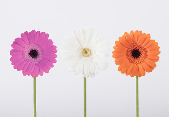 Image showing Beautiful Gerber daisies in studio