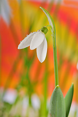 Image showing snowdrops 