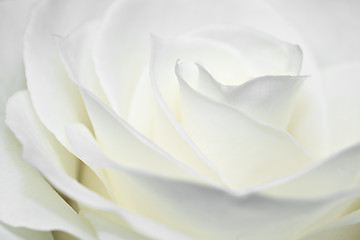 Image showing Nice white rose macro 