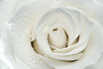 Image showing White rose macro photo