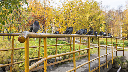 Image showing Pigeons on railing of the bridge in autumn