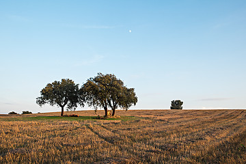 Image showing Farm Field