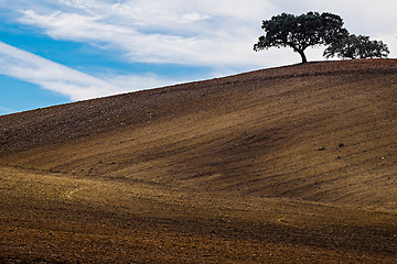 Image showing Farm Field