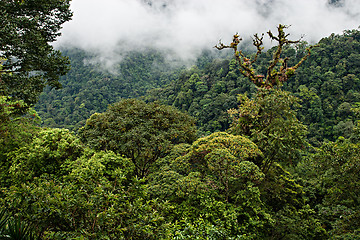 Image showing Rain Forest