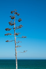 Image showing Tree against Blue Sky