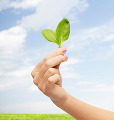 Image showing close up of woman hand with green sprout