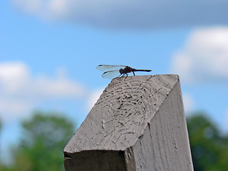 Image showing Dragonfly 1