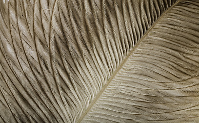 Image showing feather