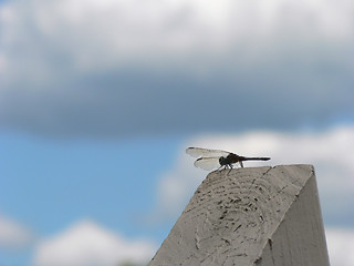 Image showing Dragonfly 2