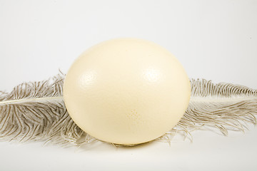 Image showing Huge ostrich's egg and feather