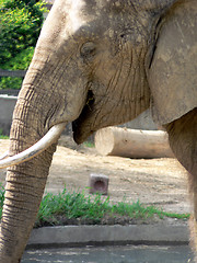 Image showing Elephant 1