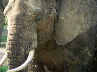 Image showing Elephant 2