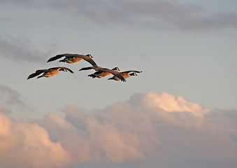Image showing Geese over the clouds in the sunset.