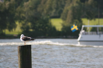Image showing A Seagull looking at the Swedish Flag