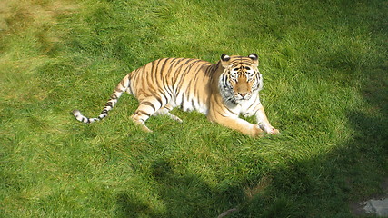 Image showing tiger