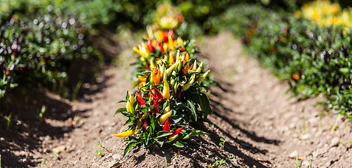 Image showing Hot peppers plant