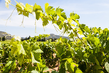 Image showing Provence vineyard