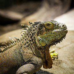 Image showing Green Iguana