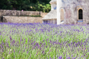 Image showing Lavander field