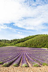 Image showing Lavander field