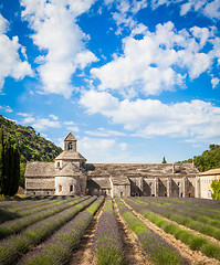 Image showing Lavander field