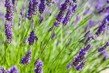 Image showing Lavander field