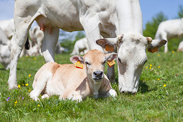 Image showing Free calf on Italian Alps