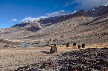 Image showing Yaks in Tajikistan