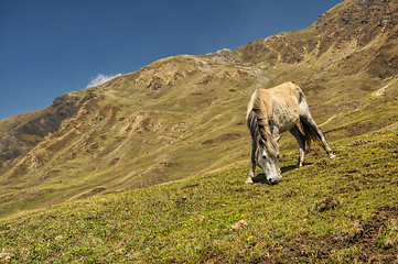 Image showing Horse in Himalayas