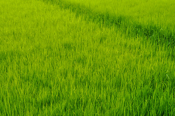 Image showing Rice field