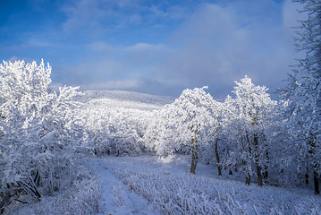 Image showing Winter